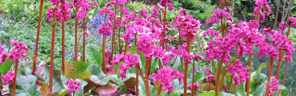 Bergenia banner